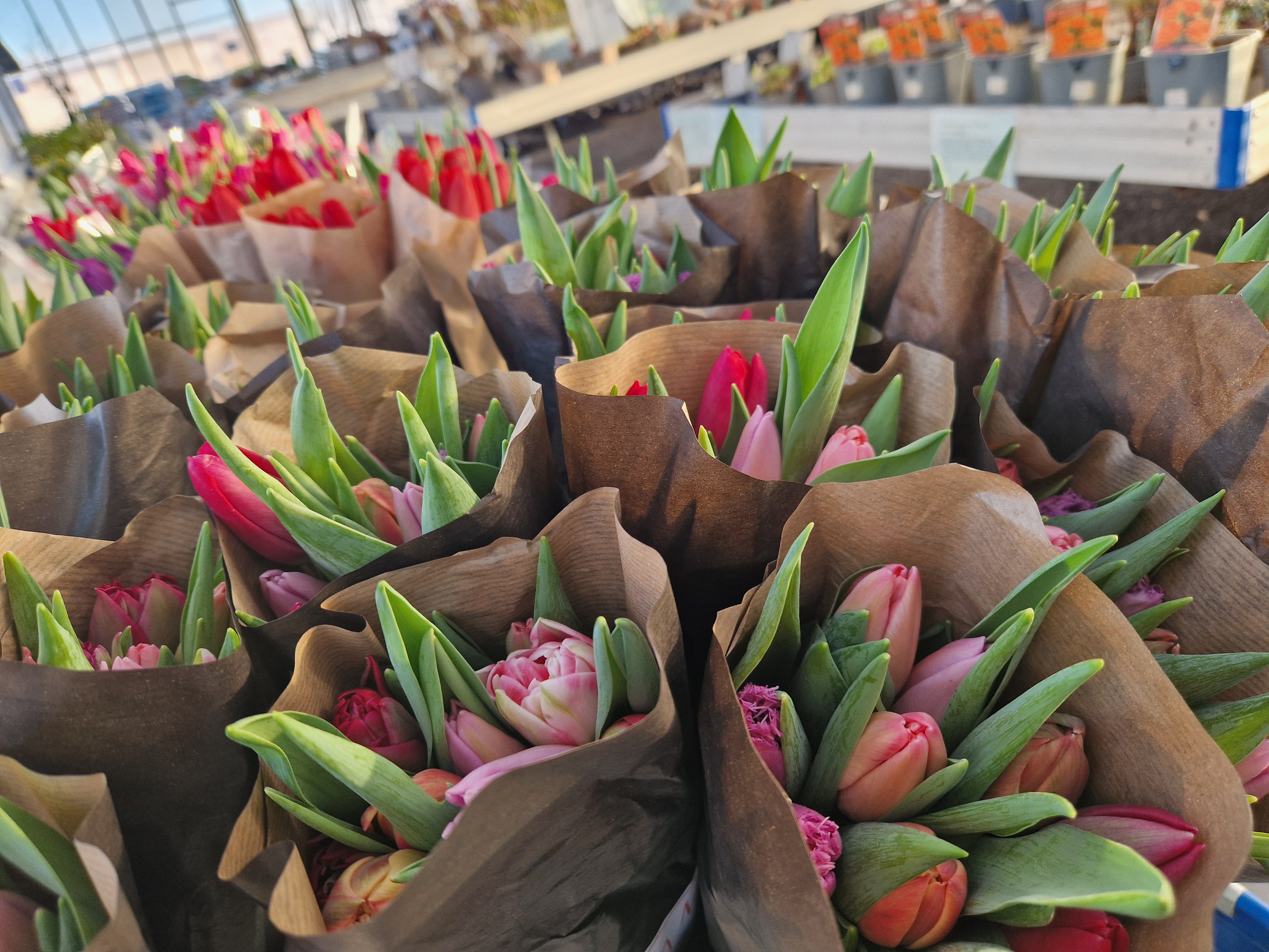 Fröjas, Oasen i Ås Kafé Handelsträdgård Världsbutik