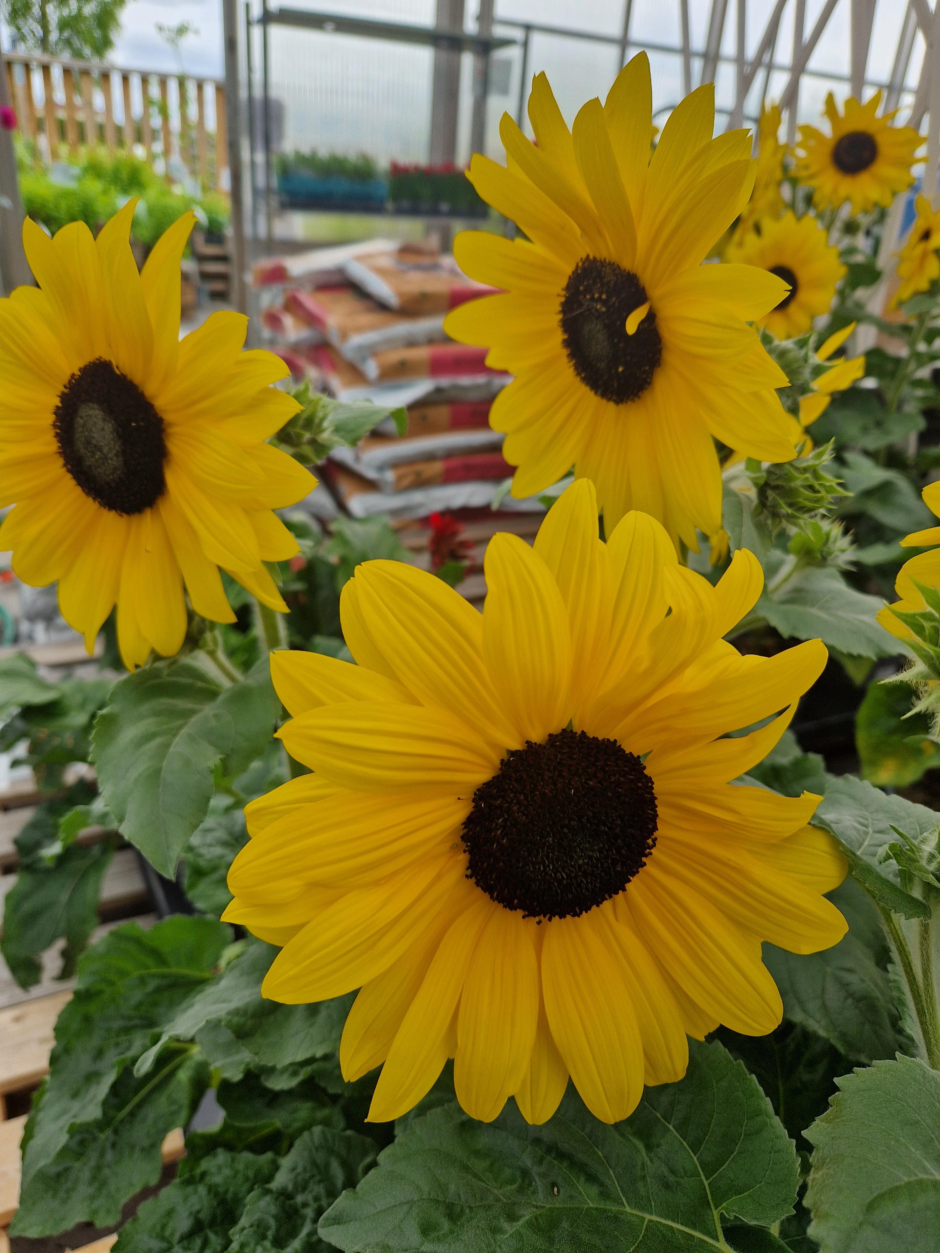 Växter och blommor Fröjas handesträdgåd