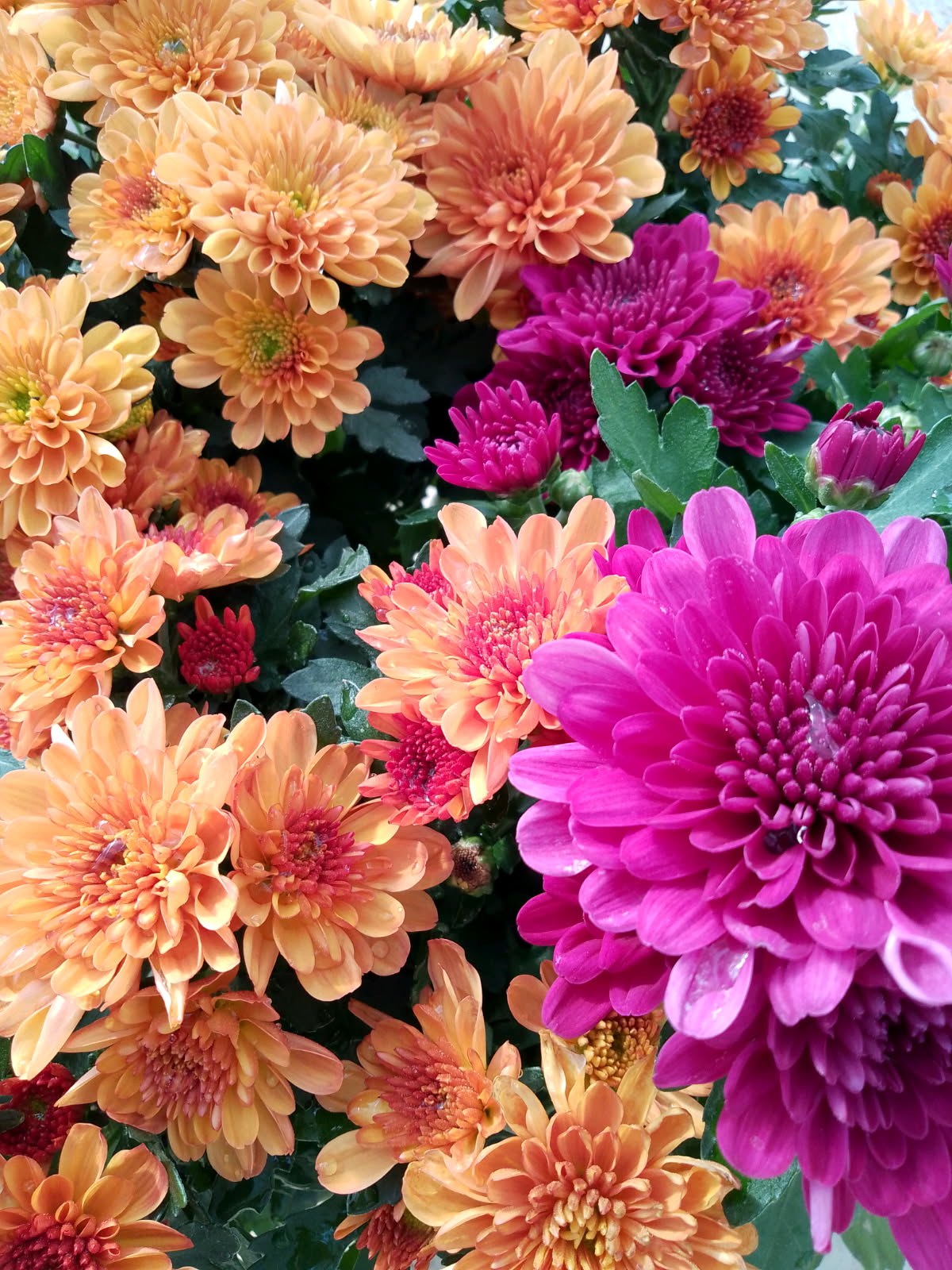 Växter och blommor Fröjas handesträdgåd